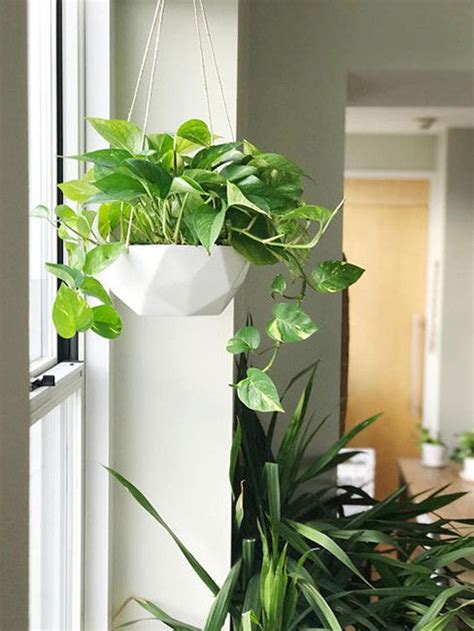 Best Hanging Planters For Indoor Plants Spring 2018 | Hanging plants ...