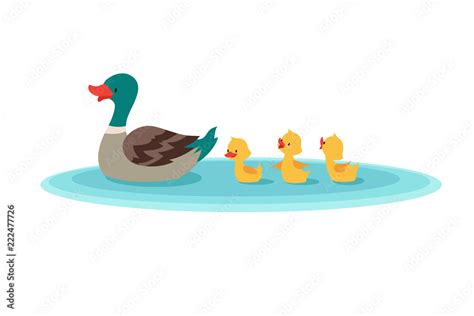 Mother duck and little ducks in water. Ducklings swimming in row ...