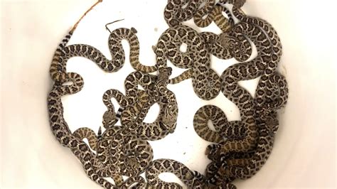 Baby Rattlesnake Season is here! - Rattlesnake Solutions