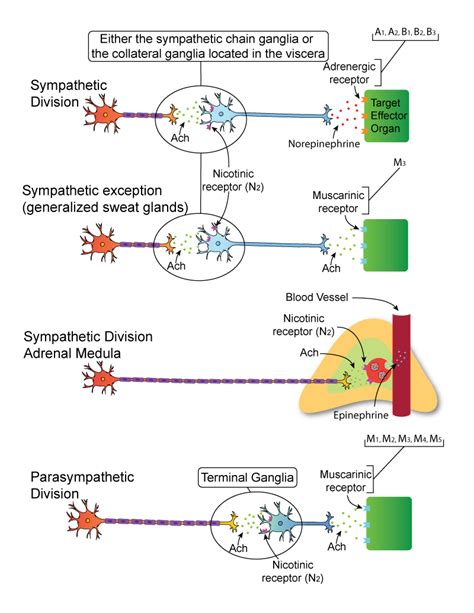 PHYSIOLOGY OF THE ANS