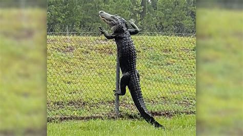 Alligator caught on camera climbing fence in Florida