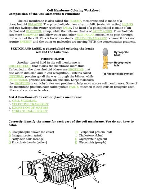 Cell Membrane Coloring Worksheet Answers