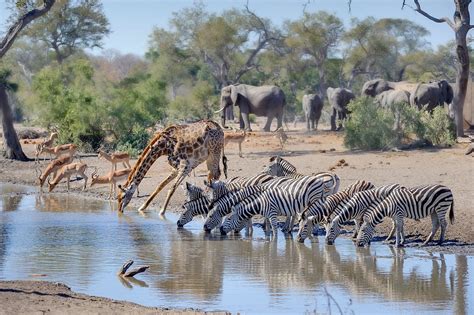 Images Of Wild Animals In Africa