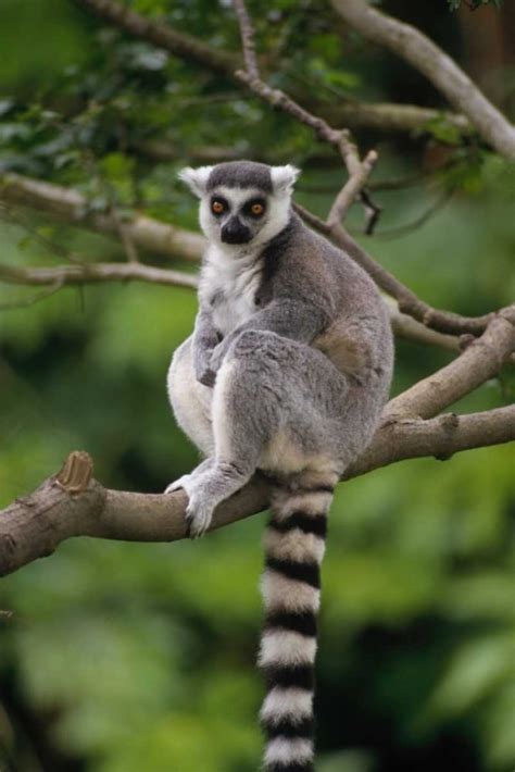 Ring-tailed Lemur sitting on tree branch Madagascar Poster Print by ...