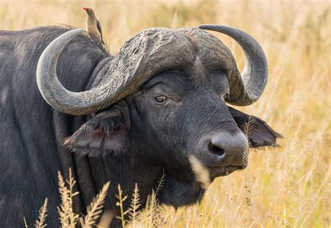 African Buffalo | The Animal Facts | Appearance, Habitat, Diet, Behavior