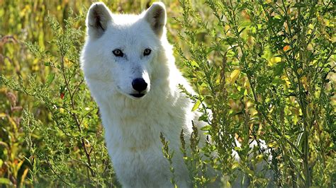 white wolf wallpaper,mammal,vertebrate,canidae,canis lupus tundrarum ...