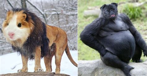 20 Hilarious Animal Hybrids That'll Make You Look Twice