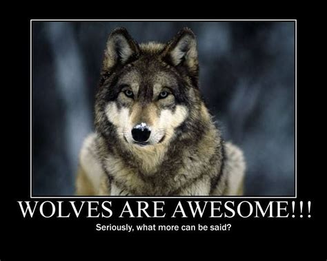 Funny Animal Quotes, Funny Animal Pictures, Funny Animals, Wolf Quotes ...