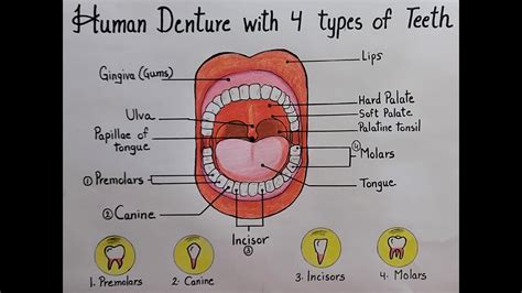 How to draw "Human Denture with 4 types of teeth" diagram drawing l ...