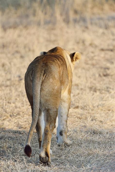 Lion s back stock image. Image of lion, wildlife, mammals - 26753883