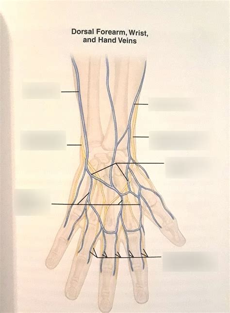 Dorsal Forearm, Wrist, and Hand Veins Diagram | Quizlet