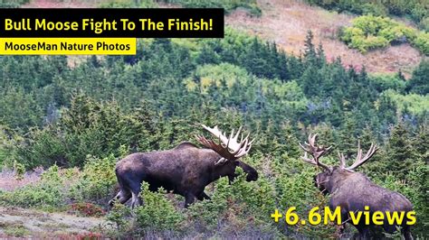 Alaska Bull Moose Fight To The Finish! - YouTube