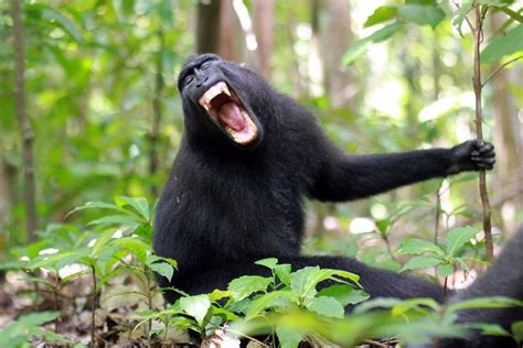 Monkeys Could Talk, but They Don’t Have the Brains for It - The New ...