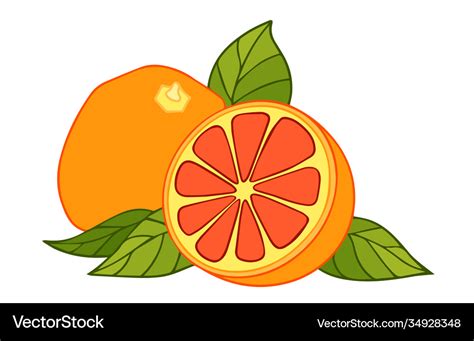 Grapefruit drawing summer fruit color Royalty Free Vector