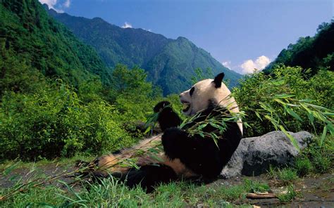 Sichuan Giant Panda Sanctuaries | Traveling Tour Guide