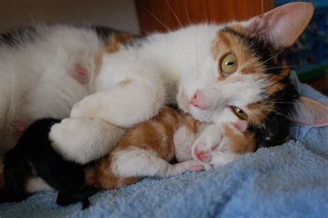 Mother Cat Acting Rough? Reasons & Remedies Explained