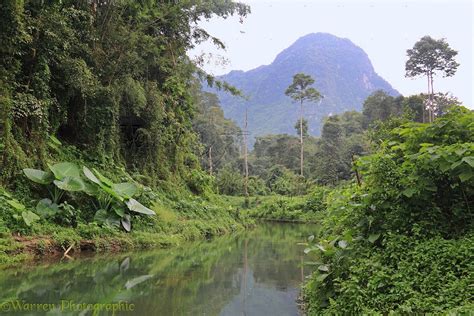 River in tropical forest photo - WP31748