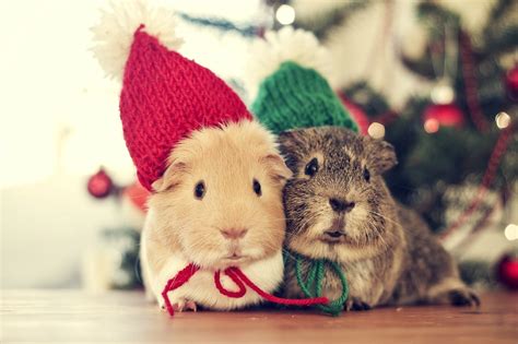 Christmas Animals Cute Wallpapers - Wallpaper Cave