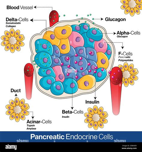 Pancreas acinar cell Stock Vector Images - Alamy