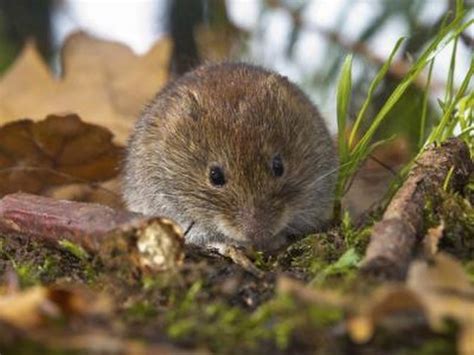 How to Identify Shrews, Moles & Voles | Hunker