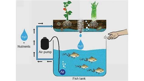 Aquaponics Fish Tank Design: Basic Plans, Growing Conditions & Media