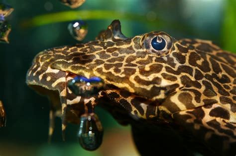 Leopard Frog Pleco - The Stunning Golden Catfish You Can Keep At Home ...