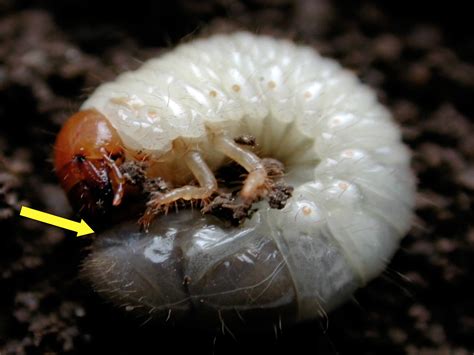 Integrated Management of Turfgrass Insects