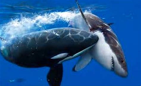 Hungry Orca pod protects surfers from Great White Sharks on the day of ...