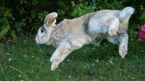 Bunny binkies: Why rabbits binky and how to encourage it | PetsRadar