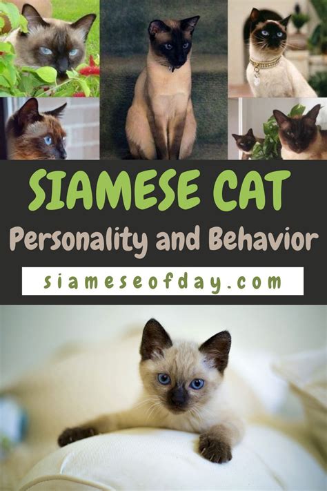 Siamese Cat: Personality and Behavior | Siameseofday | Cat ...