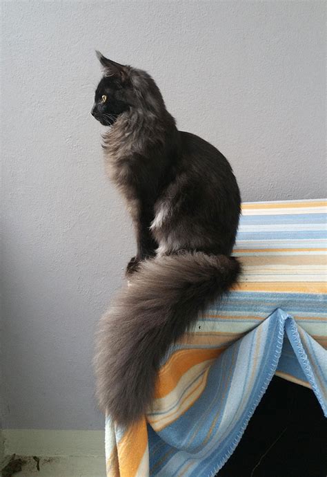 50 Cute Maine Coon Kittens That Are Actually Giants Waiting To Grow Up ...