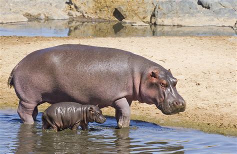 Spare the lives of 2,000 wild hippos, animal rights group pleads with ...