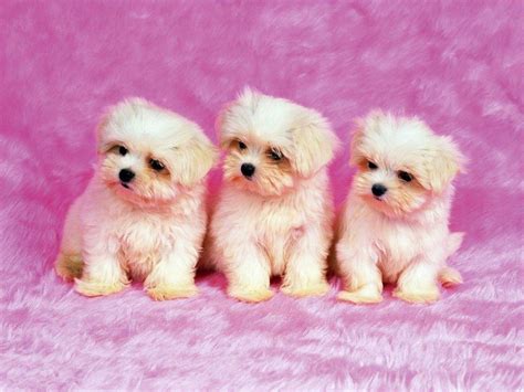 Cute Pets Wallpapers - Wallpaper Cave