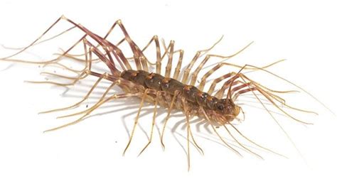 Centipede venom as strong as its pincers - Australian Geographic