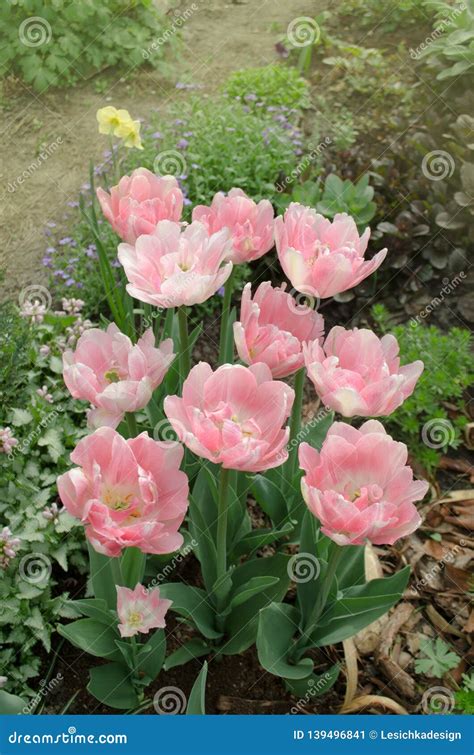 Pink peony tulip in garden stock image. Image of floral - 139496841