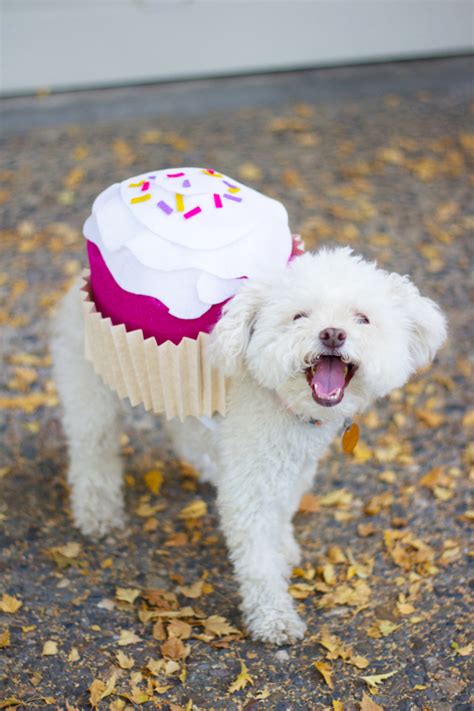 7 Funny And Cute DIY Halloween Dog Costumes - Styleoholic