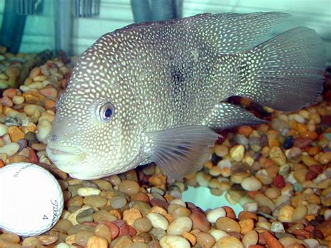 Texas And Green Terror Breeding - Arofanatics Fish Talk Forums