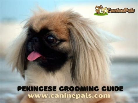 Pekingese Grooming Styles Explained in Detail - Canine Pals