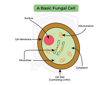 Structure Of Fungal Cell With Diagram Fungi Cell Structure Cell Wall ...