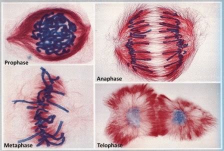 What is Mitosis? What are the different stages or steps of mitosis ...