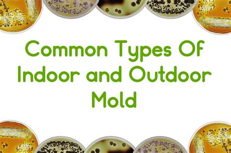 Mold Classification Chart