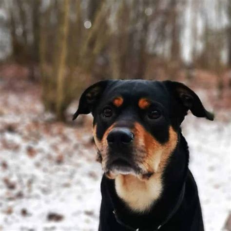 49+ Rottweiler Mix Breeds