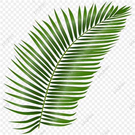 Coconut Leaf Clipart PNG Images, Coconut Leaf, Tropical Leaf, Leaf ...