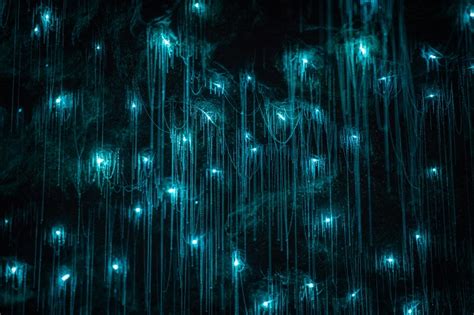 Glowworm - Facts and Beyond | Biology Dictionary