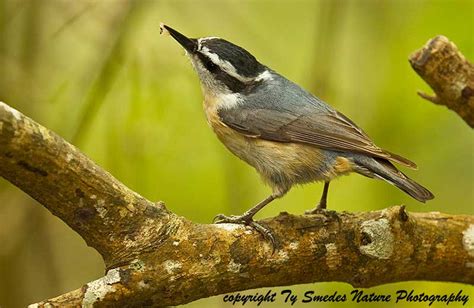 Red-breasted Nuthatch (female) with prey