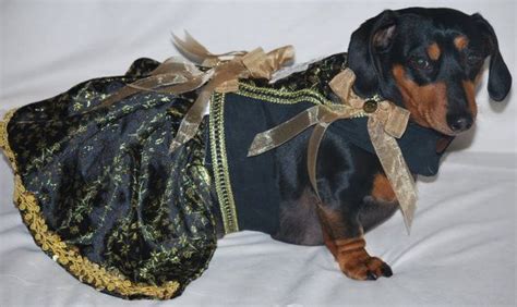 20 best Wiener dogs in costumes images on Pinterest | Dachshunds ...