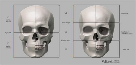 Proportions guide of the human skull gusztav velicsek – Artofit