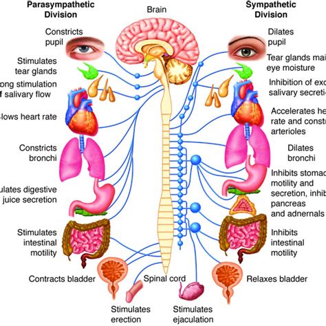 parasympathetic - Austin Life Chiropractic