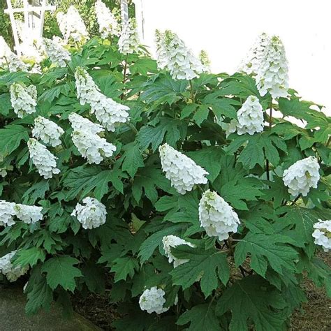 Hydrangea Quercifolia Plant Care & Growing Basics: Water, Light, Soil ...