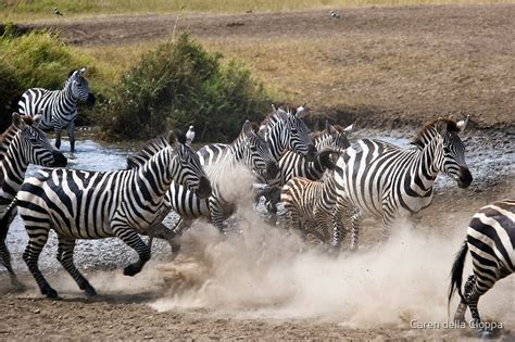 "Zebra Herd Running" by Caren della Cioppa | Redbubble